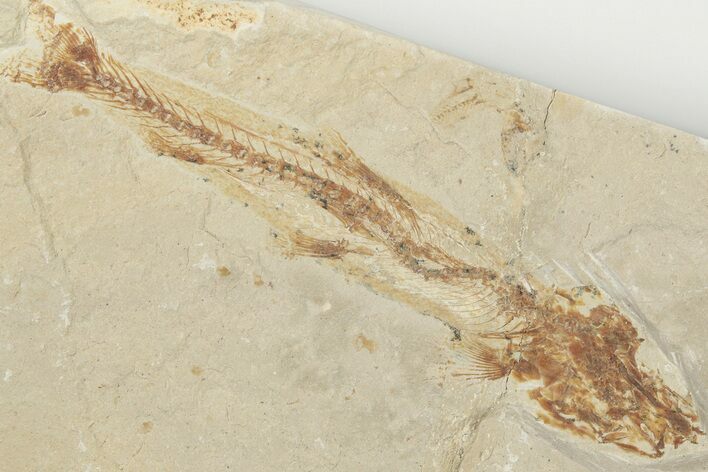 4.2" Cretaceous Fossil Fish (Charitosomus) - Lebanon